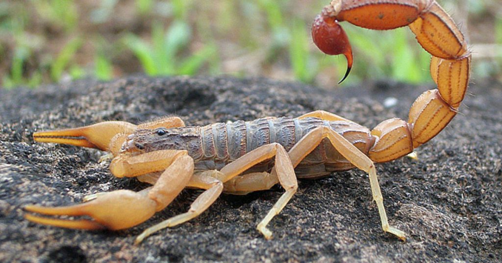 Adivinos y Hechizos para Escorpion