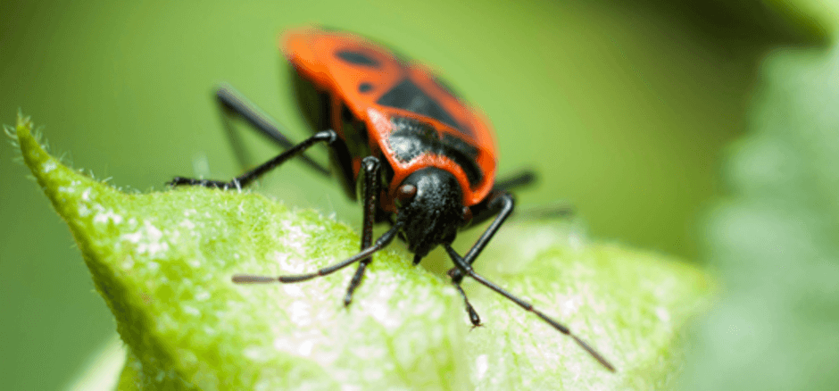 significado de los sueños: soñar con insectos