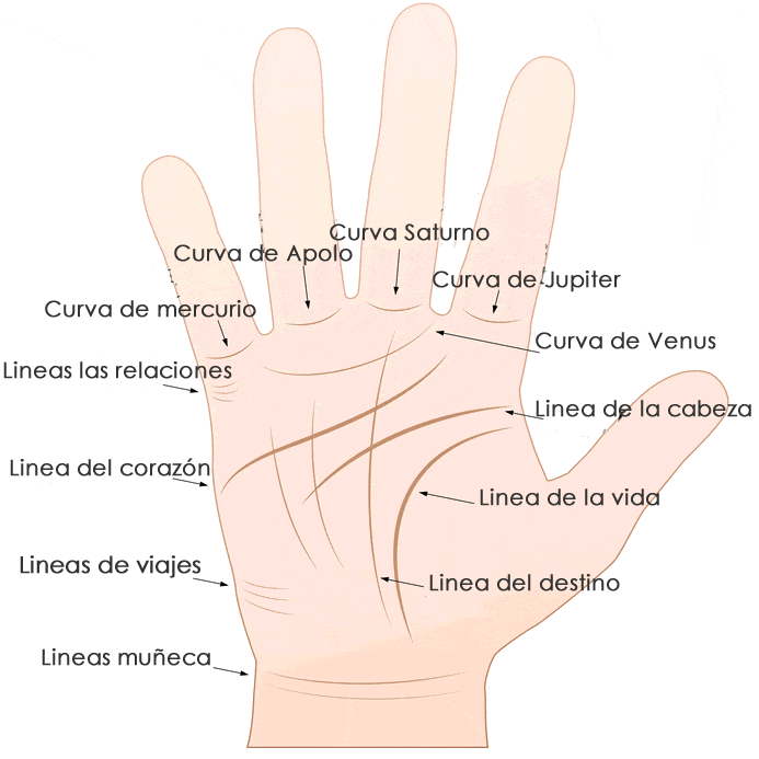 líneas de la mano