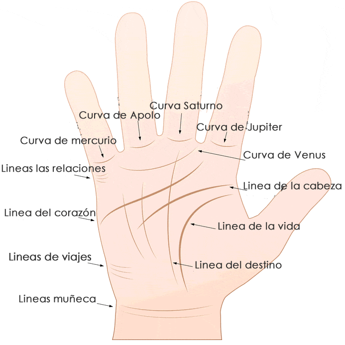 Todo Lo Que Debes Saber Para La Lectura De Las Líneas De La Mano